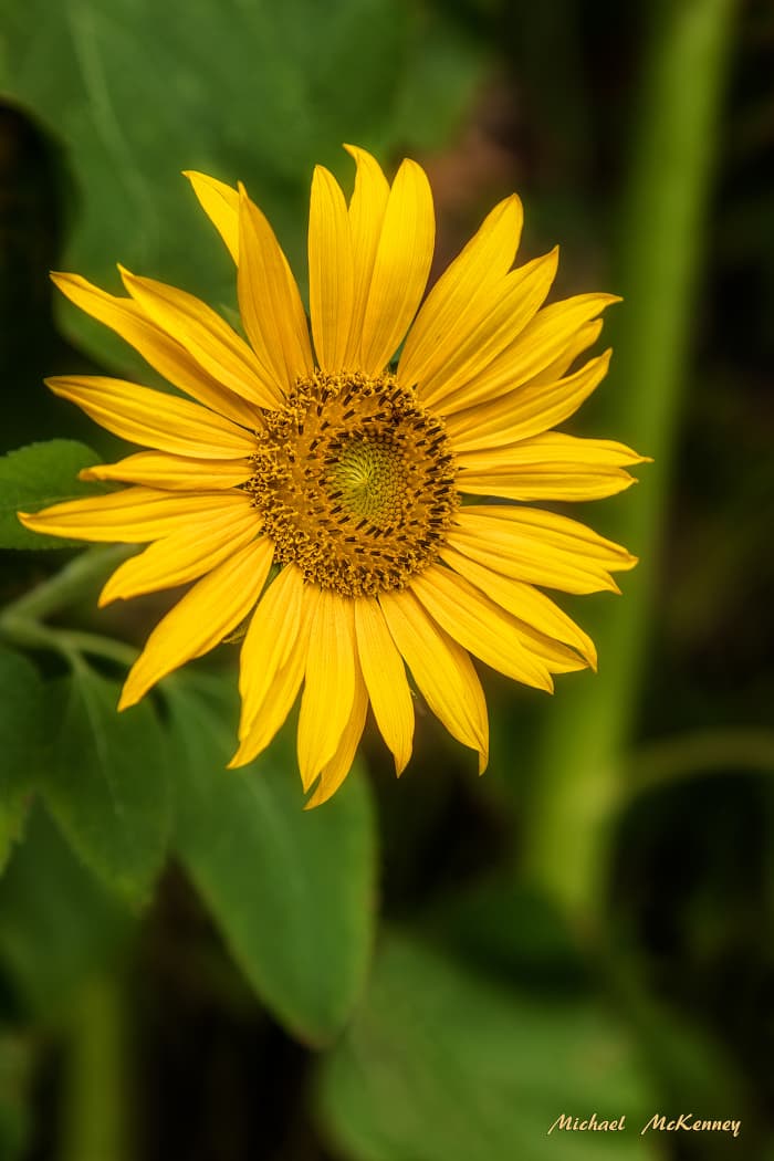 Another gorgeous mammoth sunflower grown by our neighborhood friends, Joseph and Eileen Lagarde.