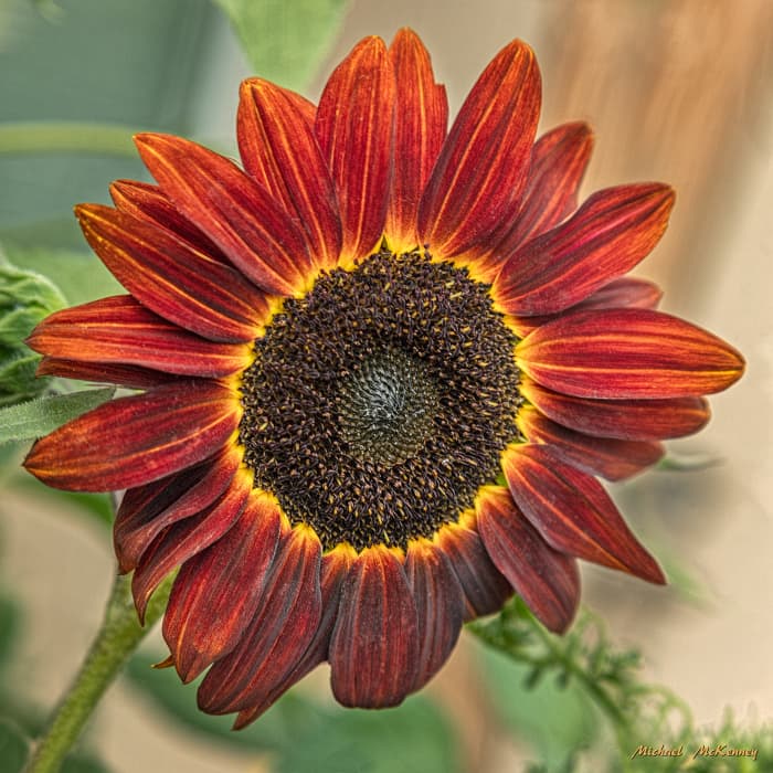 This is the Moulin Rouge sunflower, a different variety grown by our friends, Joseph and Eileen Lagarde in New Mexico.