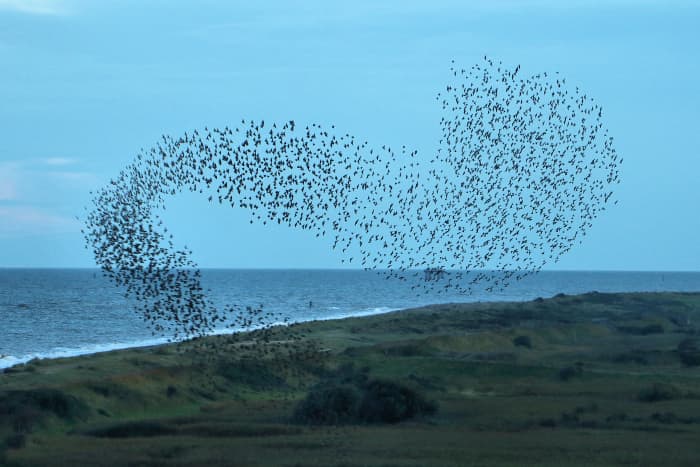 A murmuration of starlings. "Quiet birds in circled flight" The metaphor is suggestive of joyfulness and freedom from earthly ties, emphasised by the use of the adjective "uplifting"
