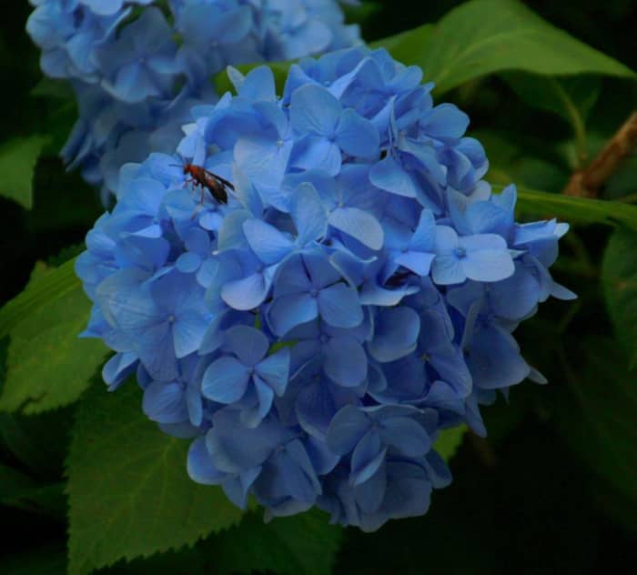 Vinegar can promote growth of some plants and help you limit weeds on your lawn.