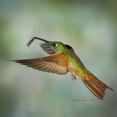Fawn-breasted brilliant hummingbird, taking care of the competition, taken in Ecuador.