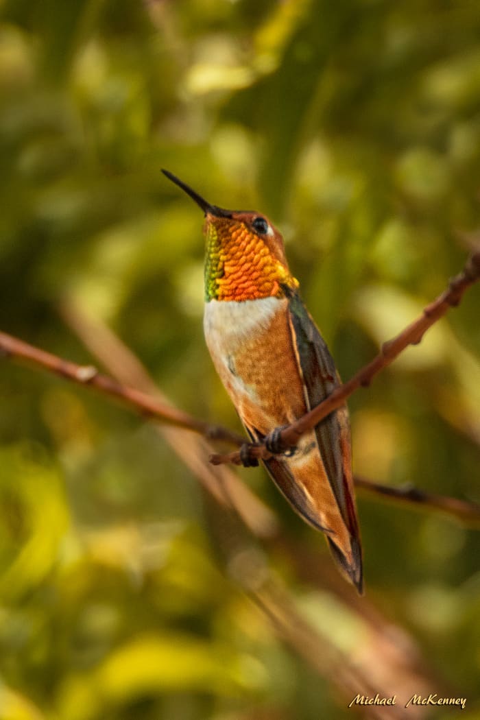 This rufous hummingbird has claimed our backyard as his own territory and successfully runs others away when he's around. Very territorial and extremely aggressive. But so cute!