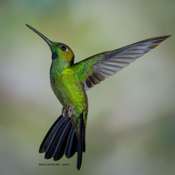 Green-crowned brilliant hummingbird coming into feed. Tandayapa Bird Lodge in Tandayapa, Pichincha, Ecuador.