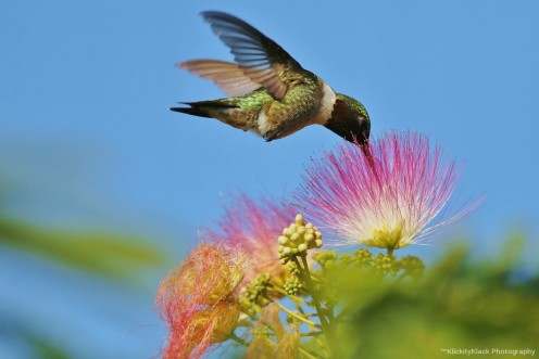I think this is a broad-billed hummingbird, but please don't consider that to be a positive identification.