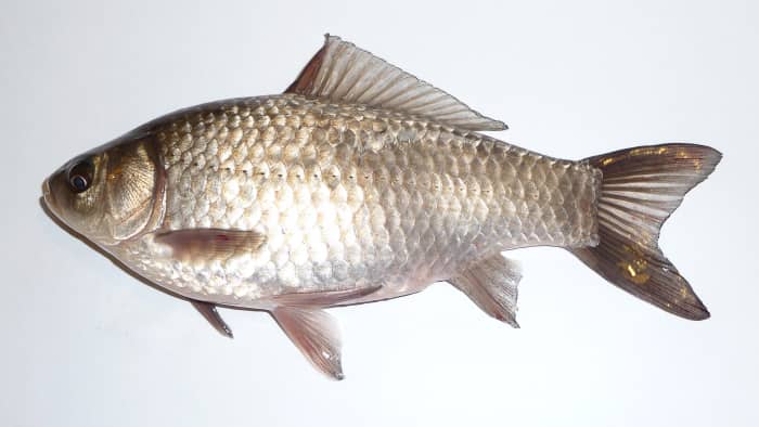 Carassius gibelio