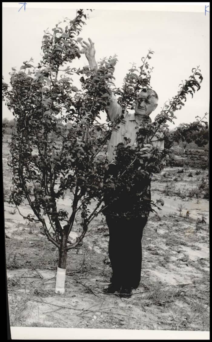 E. L. Costner stands beside a 3-year-old apple tree in a 20-acre experimental orchard atop Cavanal mountain. This photo, taken in 1960, shows that the tradition that Captain McKenna started with his orchard continued for many, many years.