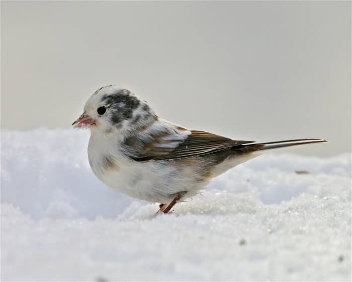 This leucistic junco has normal-looking eyes and its appearance is typical of birds that are affected by this genetic disorder.