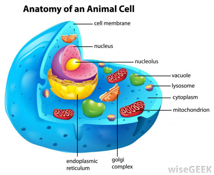 Biology Basics: Genes & Cells - HubPages