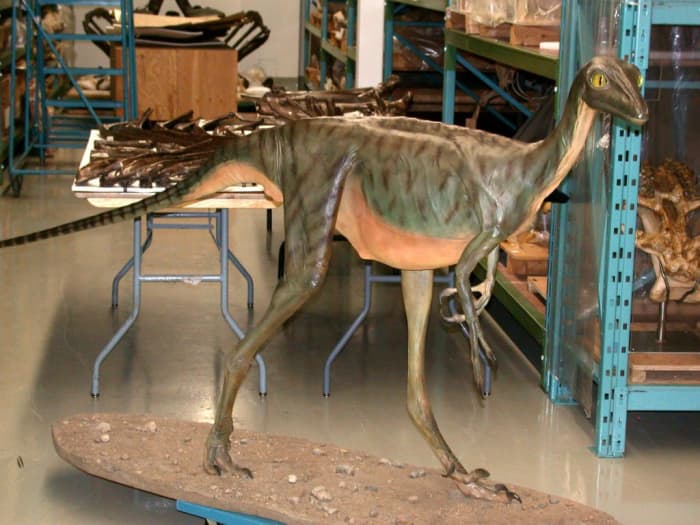 stenonychosaurus troodon