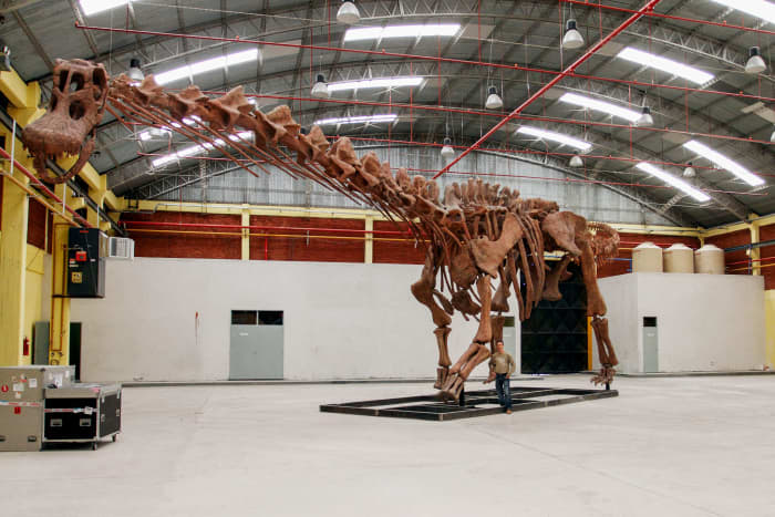 Patagotitan skeletal mount in a warehouse with a man for scale. This mount was on display at the American Museum of Natural History in New York for a year, and will soon be installed at the Field Museum in Chicago.