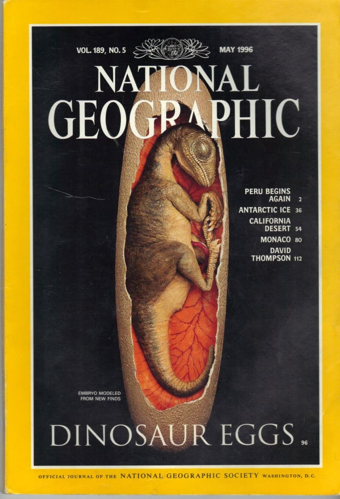 May 1996 issue of National Geographic featuring a model of a Macroelongatoolithus egg. The embryo model inside is loosely based on a therizinosaur, rather than an oviraptorosaur).
