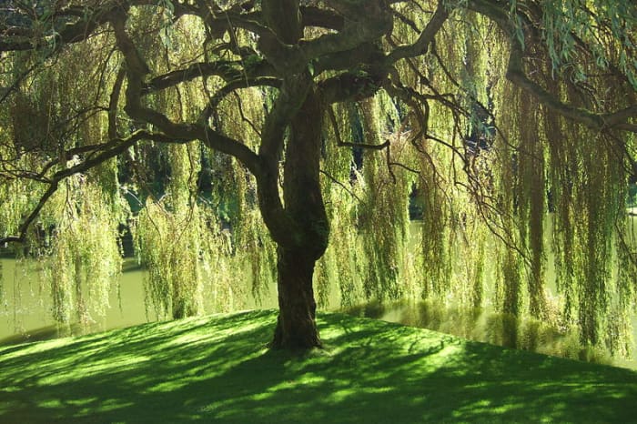 Despite its humble beginnings as, well, a tree, Aspirin is set to remain one of the most widely used medicines in the world.