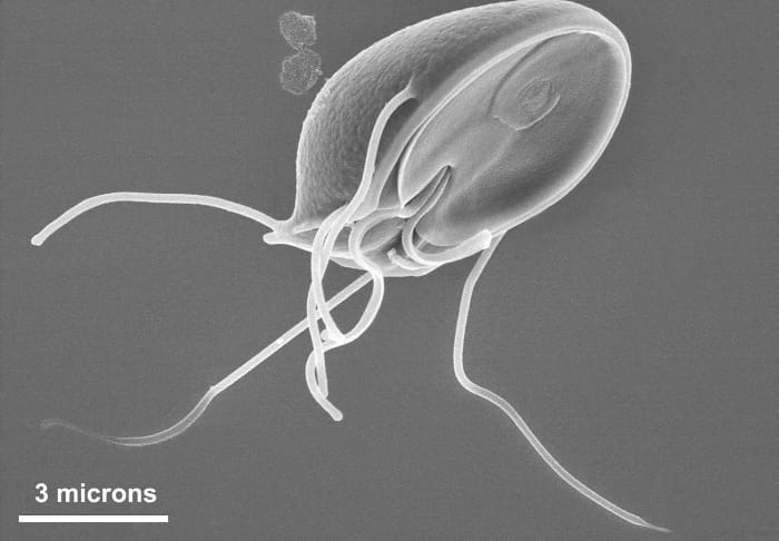 Giardia muris is found in mice. The concave disk is also found in other members of the genus.