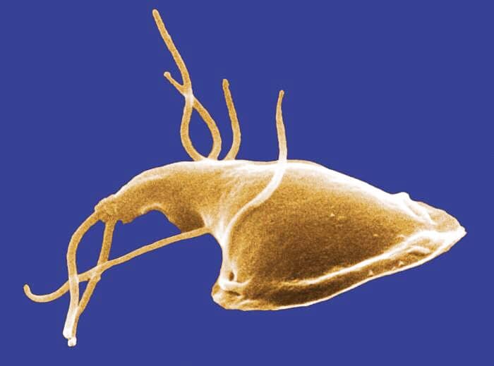 A colorized photo of Giardia from a rat's intestine