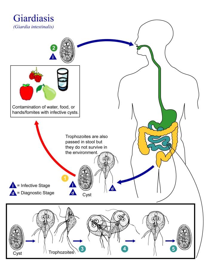Giardia life cycle in humans