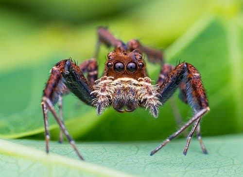 A Portia lambiata jumping spider. More interesting information on this particular species can be found here: https://alchetron.com/Portia-labiata