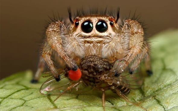 As you can see, Portia spiders don't just eat other spiders. According to the scientists from Lund University, Sweden; and the University of Basel in Switzerland, spiders eat about 800 tons of insects a year. But, the question is: How do they know?