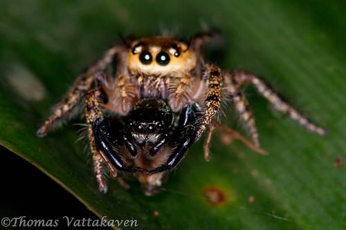 The Portia spider eating another spider. This cunning, araneophagic predator usually waits in the middle of a web that another spider has spun, creating a vibration. When the resident comes to investigate, it becomes the victim. Very crafty!