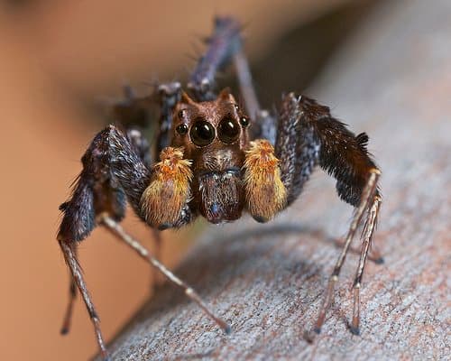 A Portia fimbriata (fringed jumping spider) - found in Nepal, Sri Lanka; and from Taiwan to Australia. Read more information about this particular species spider here: https://alchetron.com/Portia-fimbriata
