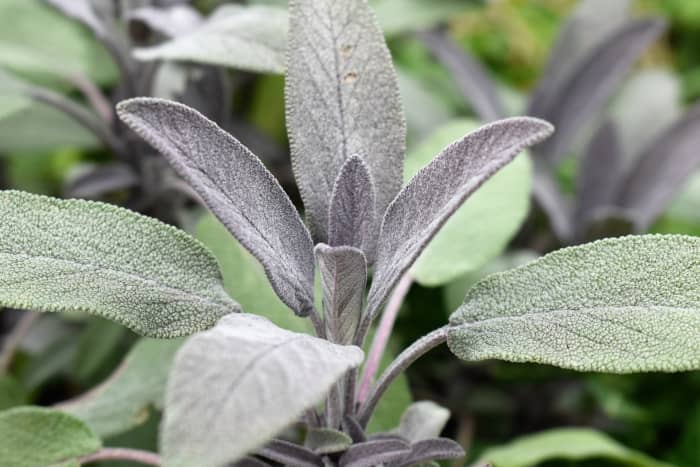 Note the big difference in leaf shape, texture and color in this picture as compared to the leaves shown in the blue salvia.