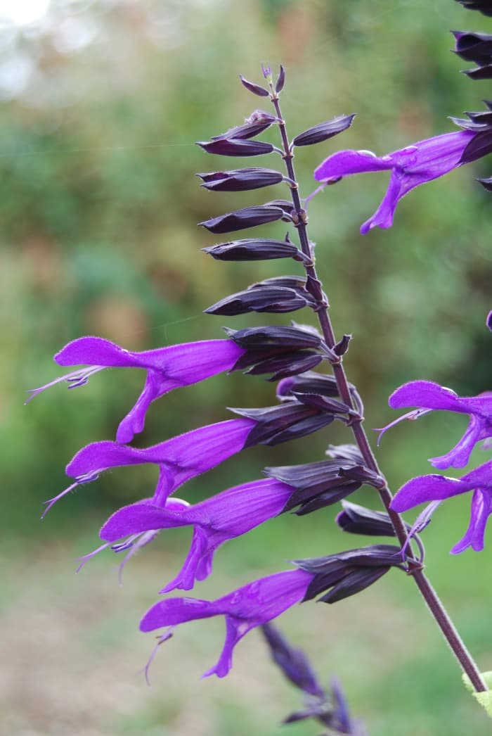 Beautiful close-up view of the general structure of a salvia. Note the gorgeous dark purple calyx of this salvia cultivar.