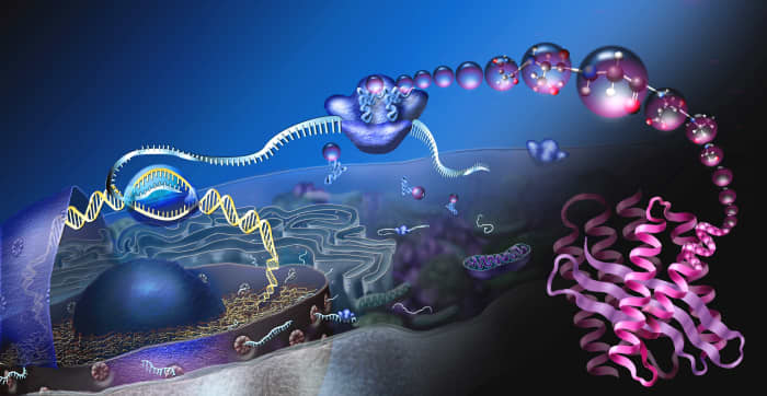 An overview of protein synthesis in a cell
