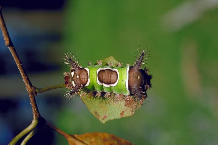 Saddleback caterpillars are attractive but should be admired from a distance.
