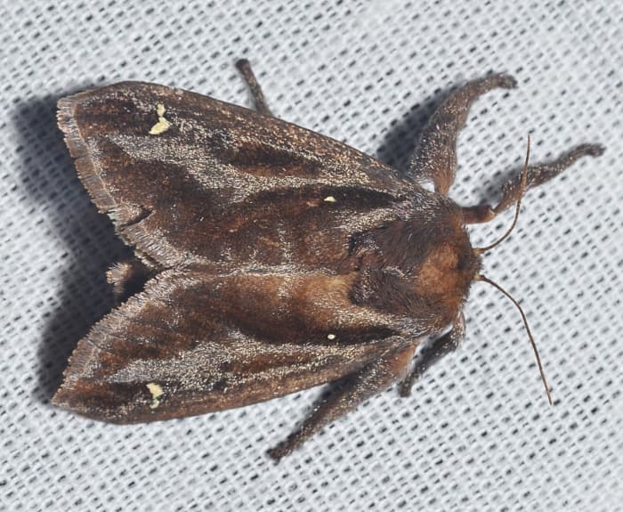 A saddleback caterpillar moth