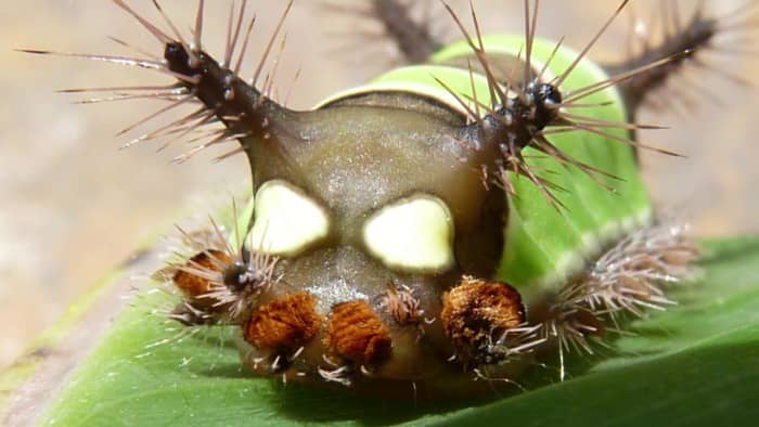 Seeing the hairs on the saddleback caterpillar up close in the larvae stage makes it easier to understand why people should not pick them up. Check out the sharp ends of the hairs, all of which are loaded with irritating venom.
