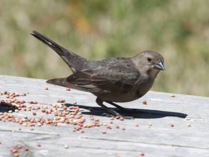 The female cowbird actually replaces an egg in the nest of another bird with one of her own, so maybe she is the actual devil of birds.