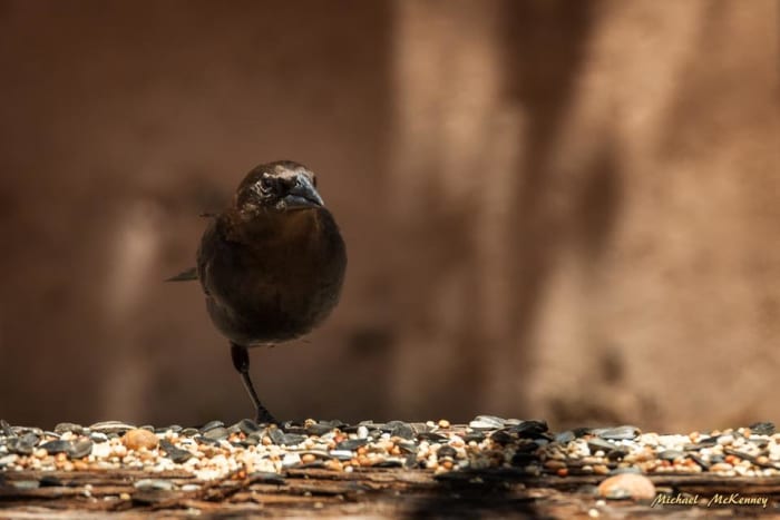 This is one of our backyard cowbirds that we have named Chester. He has no trouble keeping other with the others that occupy our backyard sanctuary.