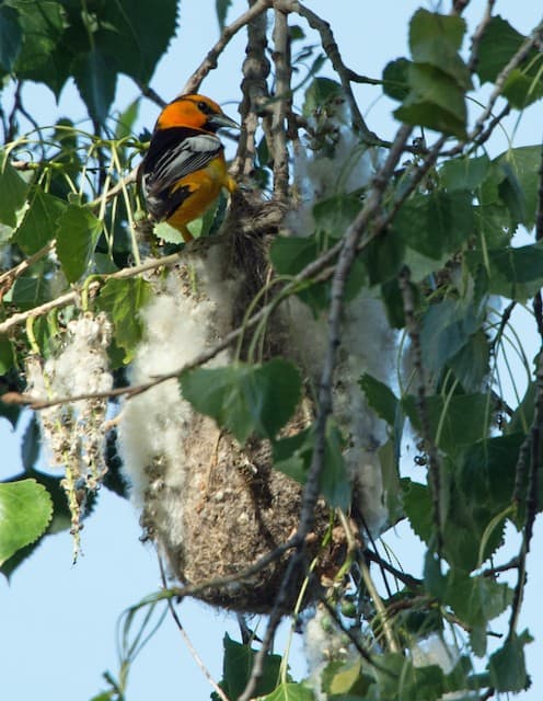 The Bullock's oriole female selects the site for her nest, which is usually suspended from the ends of flexible branches of an isolated tree in an attempt to discourage predators. Both will guard the nest.