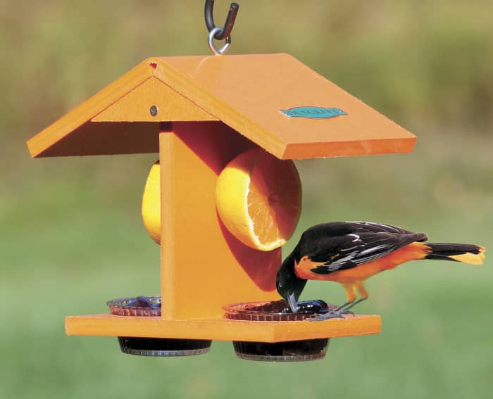 A feeder designed specifically for orioles. We found so many different designs, it was very hard to choose which one to use for this article. Almost all of them had a place for both oranges and a grape jelly mixture.