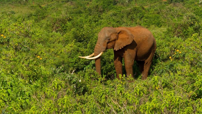 Habitat fragmentation due to agriculture and logging is one of the biggest threats to African forest elephants