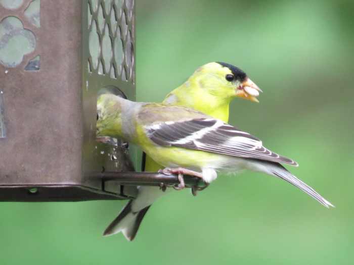 Bird Feeders Good or Bad for Wild Birds and the Environment? Owlcation