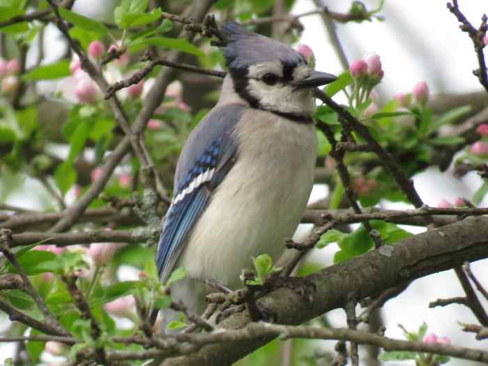Bird Feeders Good or Bad for Wild Birds and the Environment? Owlcation