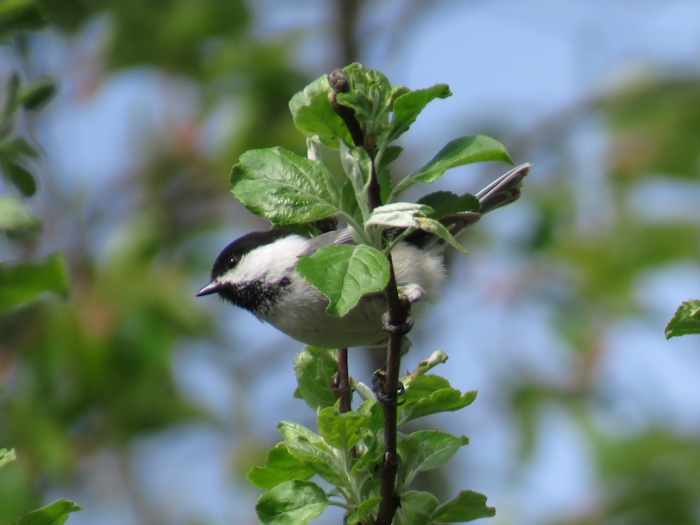 Bird Feeders Good or Bad for Wild Birds and the Environment? Owlcation
