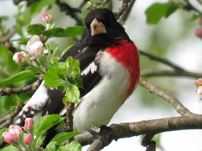 Bird Feeders Good or Bad for Wild Birds and the Environment? Owlcation