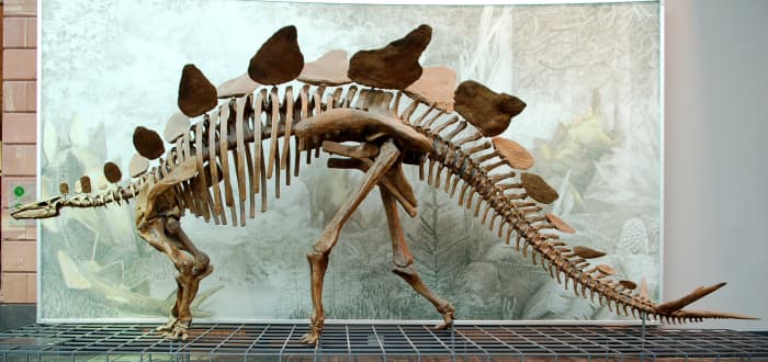 Cast of a Stegosaurus stenops skeleton (AMNH 650) in the Senckenberg Museum in Frankfurt am Main
