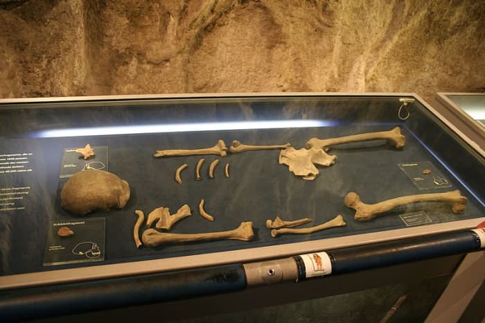 Scientists studied DNA from a previous project that analyzed the Neanderthal genome from actual remains.