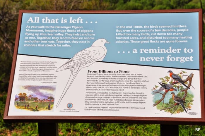 Wisconsin Society for Ornithology members erected this public monument in Wyalusing State Park in Wisconsin to keep the memory of the passenger pigeon alive.