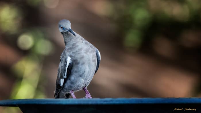 This is one of our beautiful backyard visitors, a white-winged dove who was apparently trying to determine if our dog, who was nearby, was going to get in the way of a cool drink of water from our birdbath.