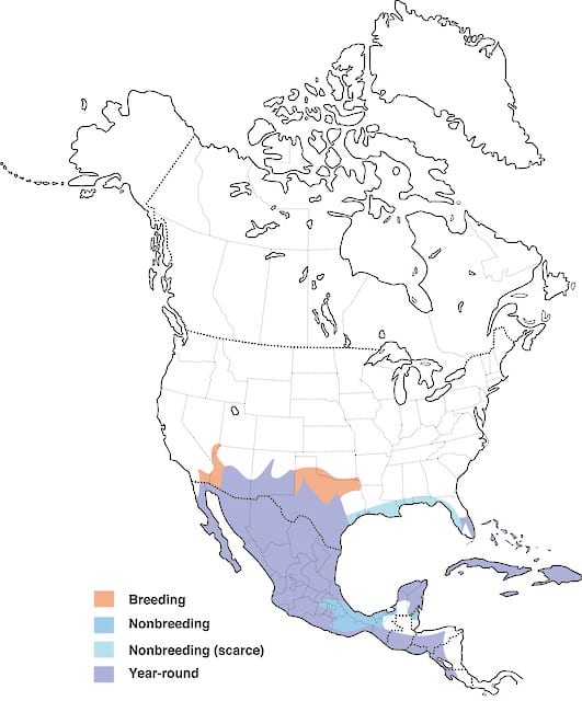 This map shows the distribution of the white-winged dove in the areas of North and Middle America and the western part of the West Indies.