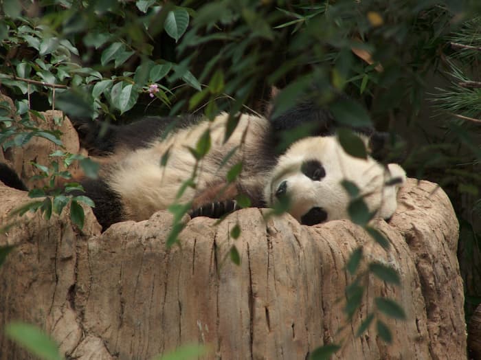 top-10-facts-about-giant-pandas