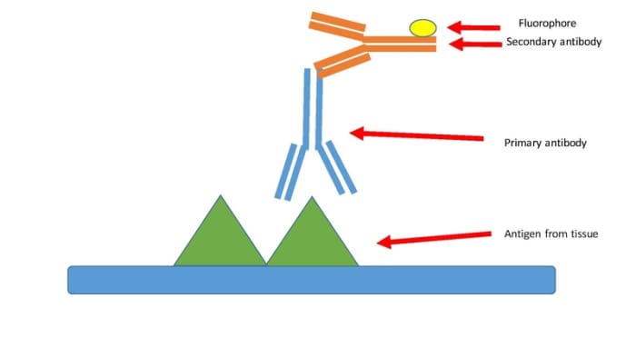 Illustration of antibody binding.