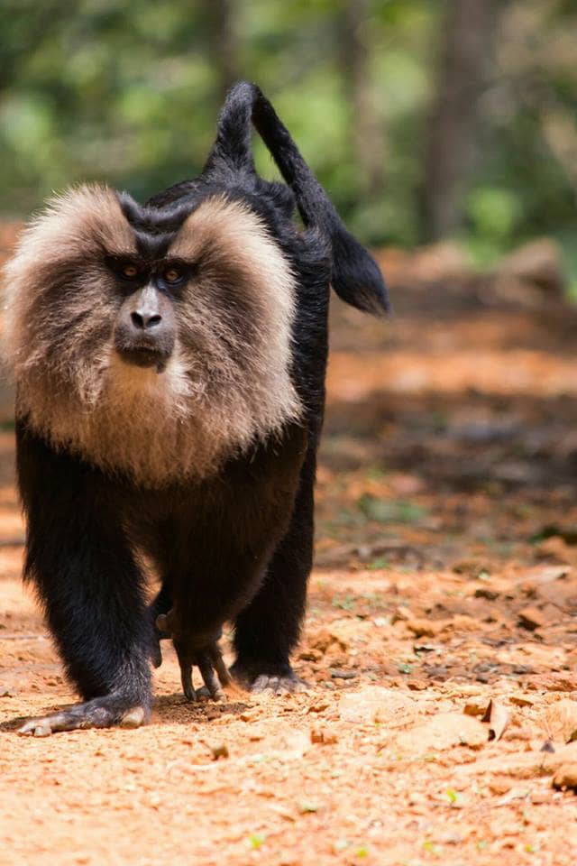 This striking lion-tailed macaque is probably looking for food on the ground in the form of seeds, young leaves, flowers, buds, or fungi, as most of their time is spent high in the upper canopy of the evergreen trees.