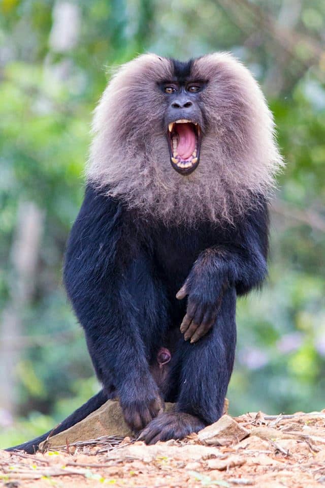 Lion-tailed macaque groups are territorial and males of this species are the only macaques that use calls to denote their territorial boundaries.