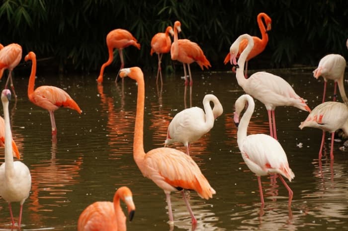 Flamingos basically come in vivd red, pink, white and all the shades in between. The more brightly red they are, the more pigment they consumed.