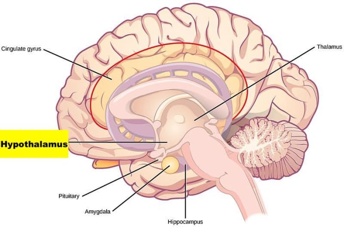 The hypothalamus, which is part of the brain's limbic system, has a direct connection with the lacrimal glands.