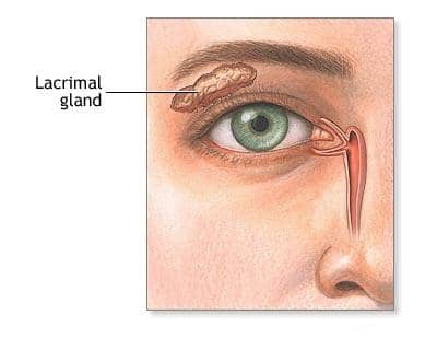The lacrimal glands, more commonly known as the tear ducts, sit just under the upper eyelid and are responsible for producing tears.